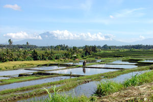 Bali ricefield landscape with Batukaru mountain in the background