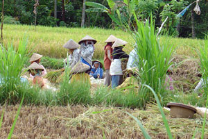 Rice harvesting in Bali