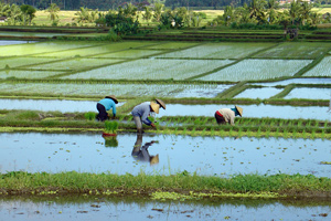 Rice planters in Bali