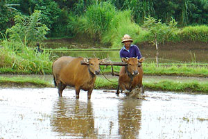 Bali rice farmer at work