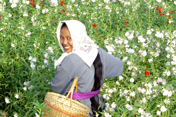 Flower picker in Bali