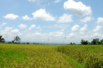Paddy landscape in the Bali mountains