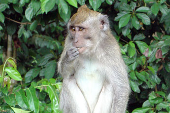Monkey in Monkey Forest Sangeh