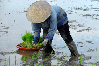Bali rice planter at work