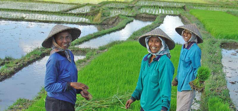 Bali Rice planter