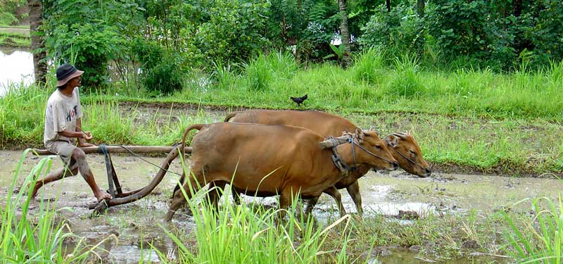 Bali Ricefild ploughman