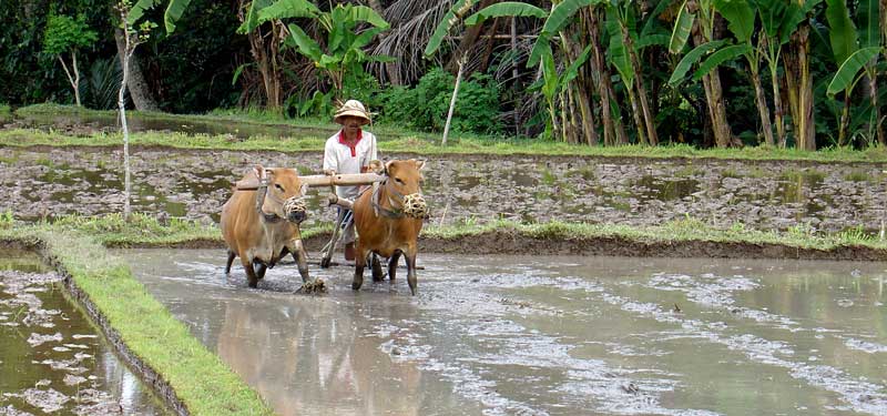 Bali Ricefild ploughman