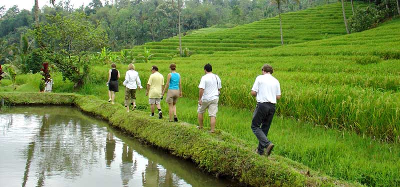 Bali Rice field walk