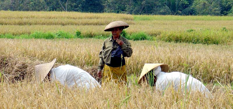 Bali Rice harvest