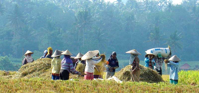 Bali Rice harvest