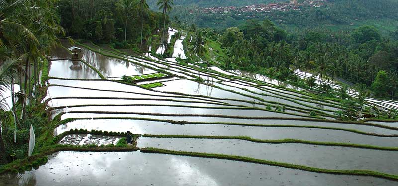 Bali Rice terraces in Westbali