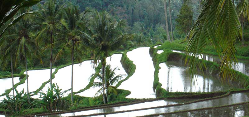 Bali Rice terraces in Westbali