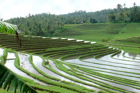 elongated rice terraces in West Bali near Belimbing Sari